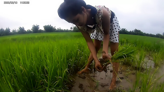 Cô Gái Á Đông Nóng Bỏng Trở Nên Tinh Nghịch Trên Cánh Đồng Lúa